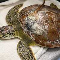peanut pie turtle