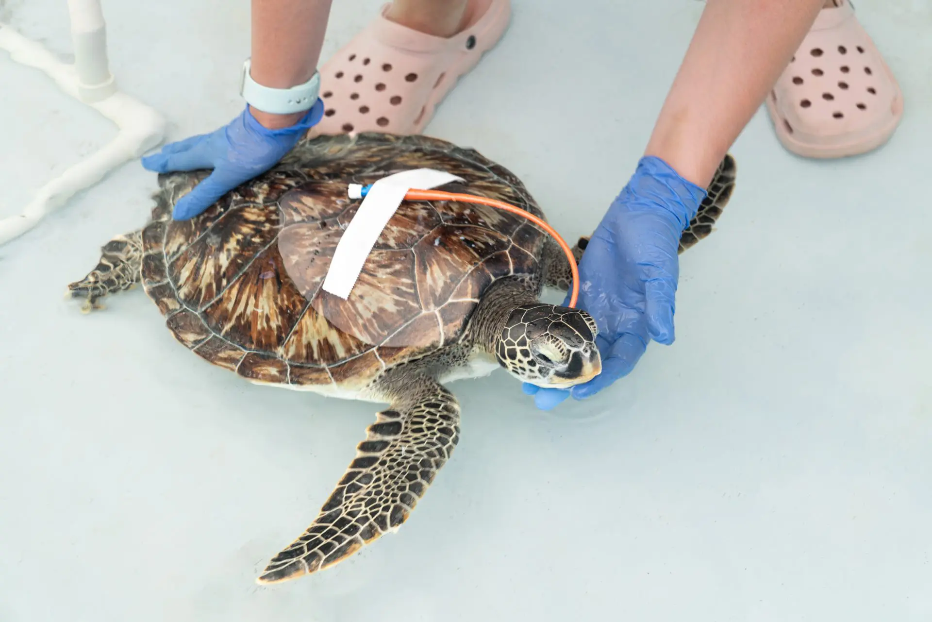 placeholder image of turtle with red cross