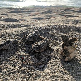 March 2020 Newsletter: Sea Turtle Nesting Season and Celebrations ...