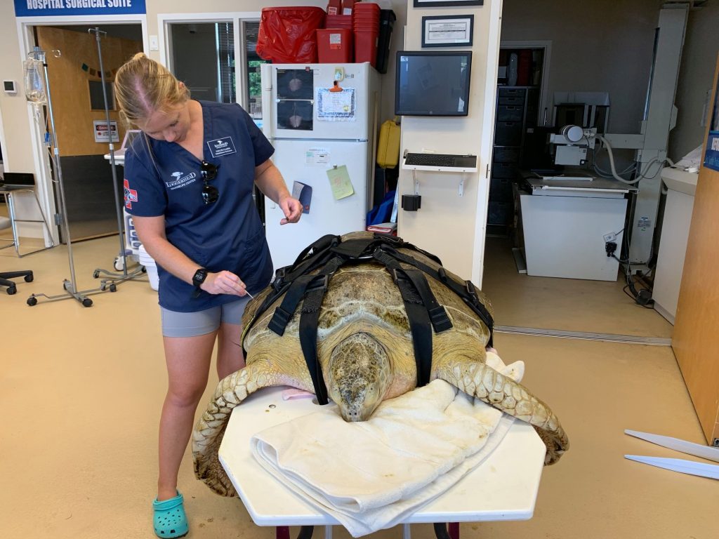 Galapagos, an adult male green sea turtle patient, arrived to Loggerhead Marinelife Center after being unintentionally struck by a boat during mating season.