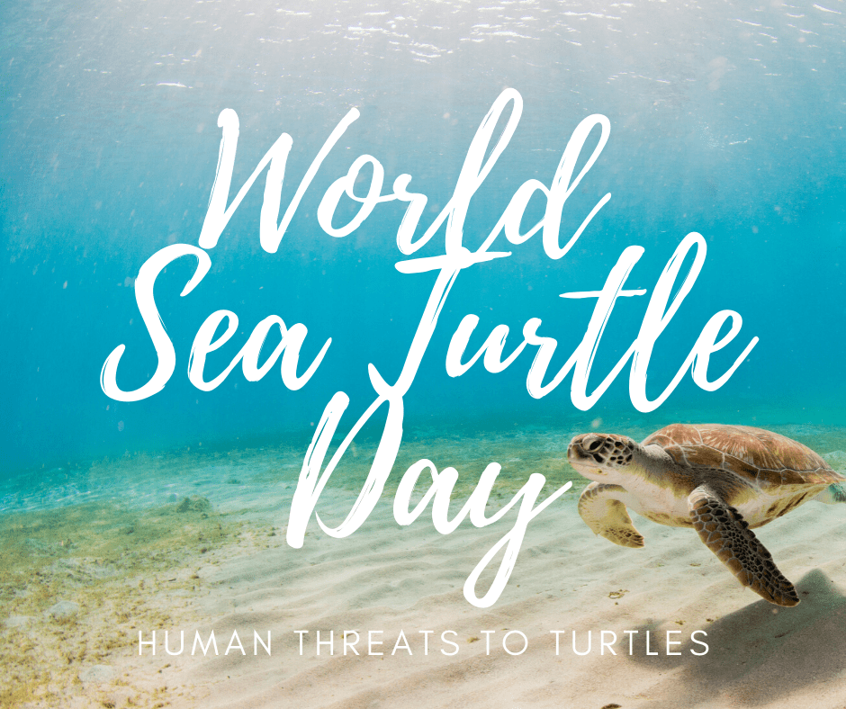 World Sea Turtle Day Turtles In Trouble Loggerhead Marinelife Center