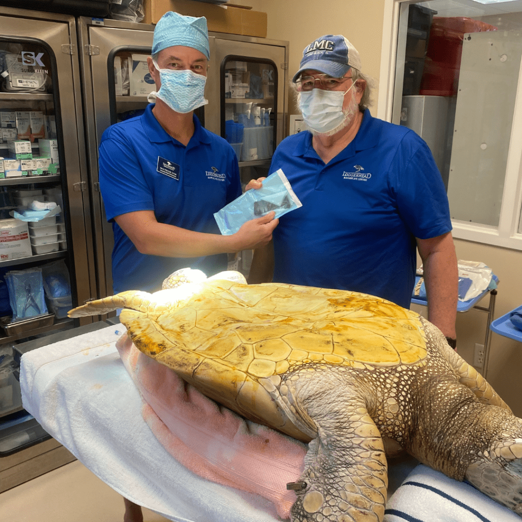 Dr. Max Polyak (left) and Dr. Charlie Manire (right) performed surgery on Topsy to place the first-ever Inconel implant between the caudal end of the plastron and the muscles lining the coelomic cavity.