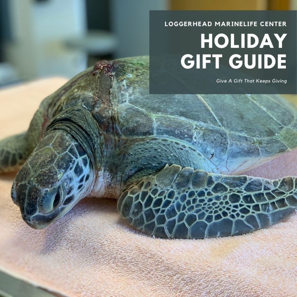 Loggerhead Marinelife Center's holiday gift guide highlights several ways to purchase a gift that gives back to sea turtle and ocean conservation. 