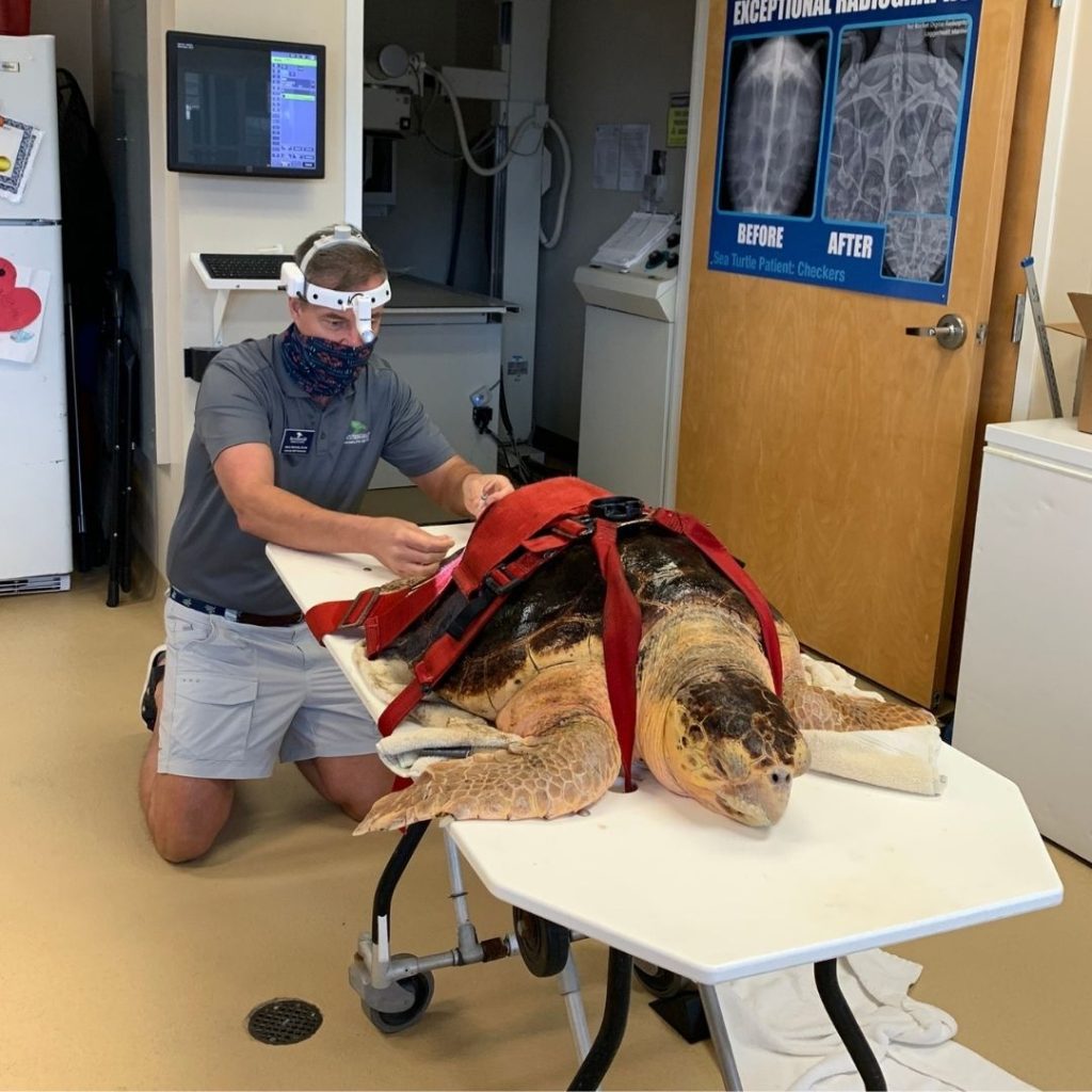 In 2020, we launched our sea turtle microbiome project, which involved our sea turtle patient, Margaret Ingels (above). 