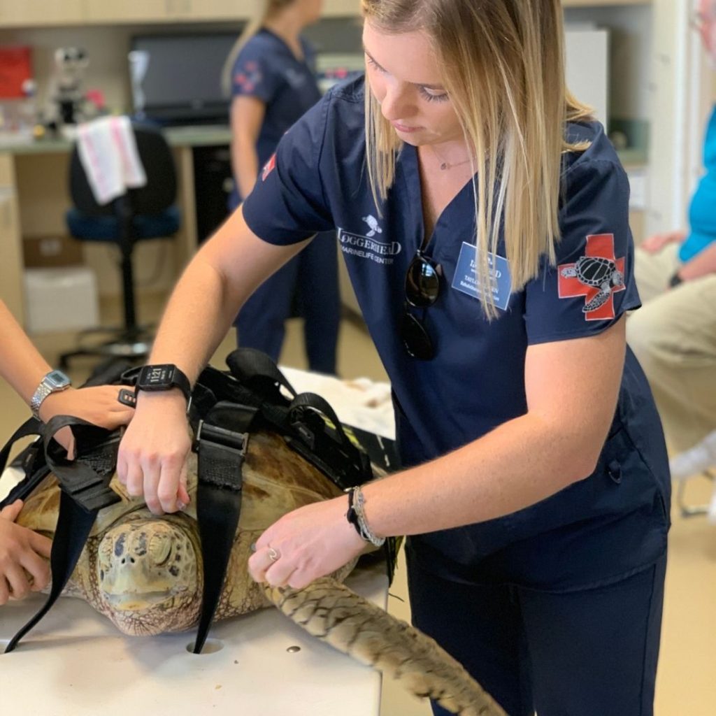 This year, Loggerhead Marinelife Center celebrated many rehabilitation highlights in 2020 including, launching new research projects.