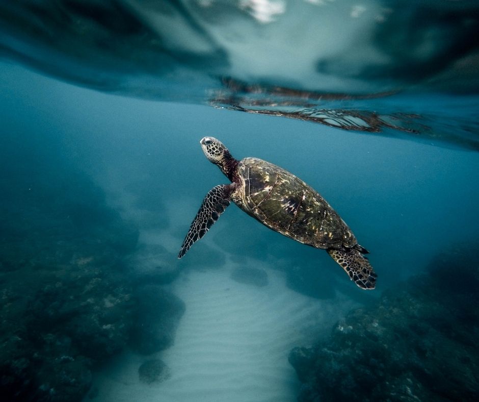 In celebration of the 51st anniversary of Earth Day, Loggerhead Marinelife Center is offering several ways to honor our blue planet.