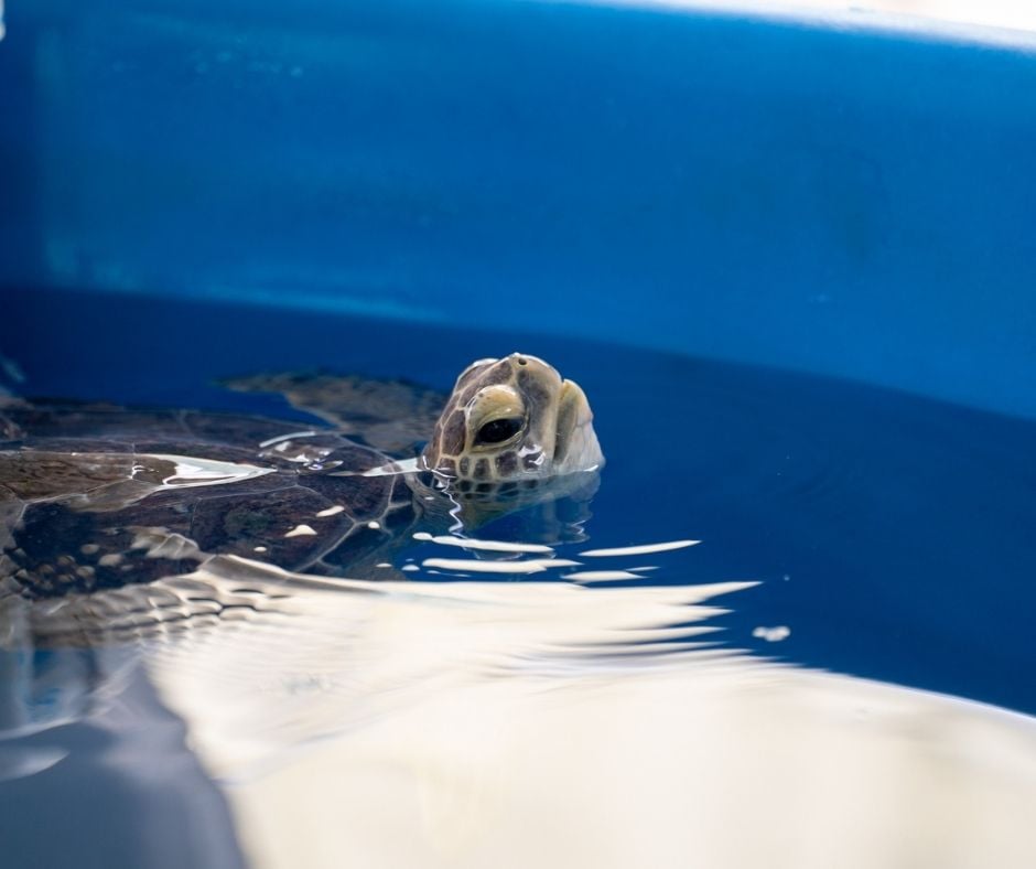 Education Blog - Loggerhead Marinelife Center