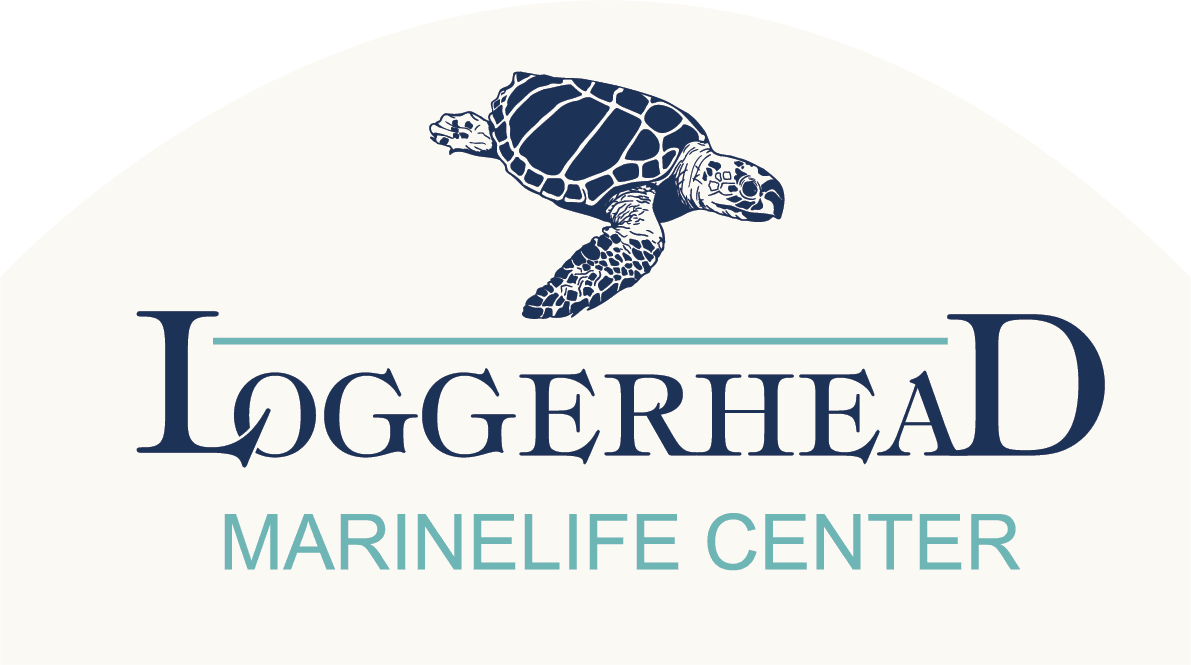 Trash Talking Turtles  Virginia Aquarium Blog