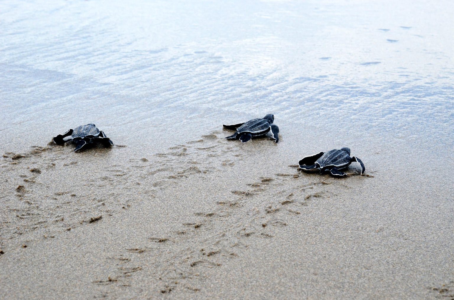 What to Do (and Not to Do) If You Find a Sea Turtle on the Beach ...