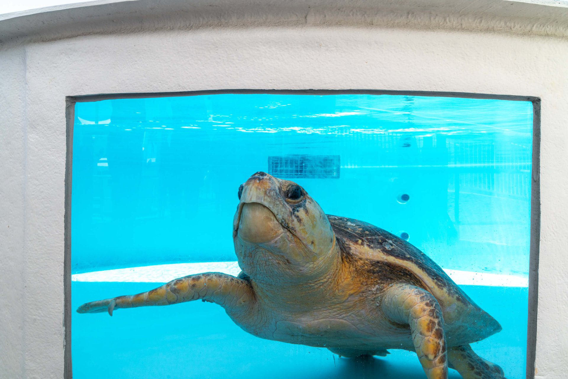 Scout-seen-during-one-of-the-Family-Friendly-Sea-Turtle-Experiences