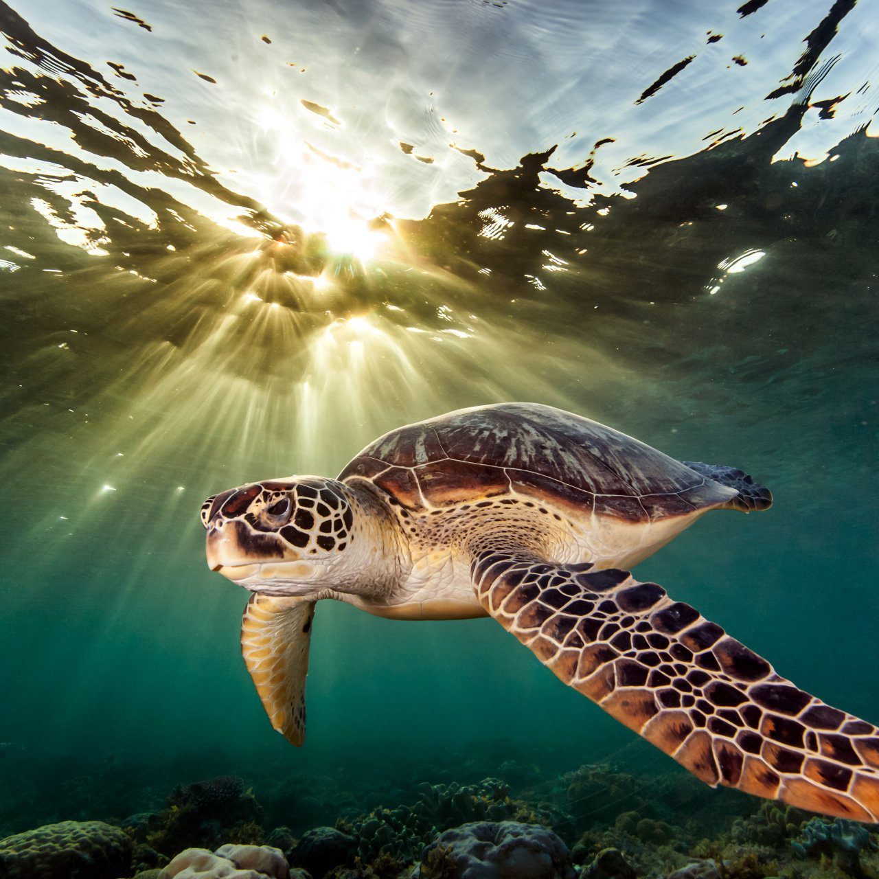 rare-green-sea-turtle-chelonia-mydas-swimming-i-2022-03-07-23-52-16-utc