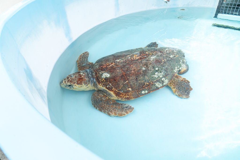 Patients - Loggerhead Marinelife Center